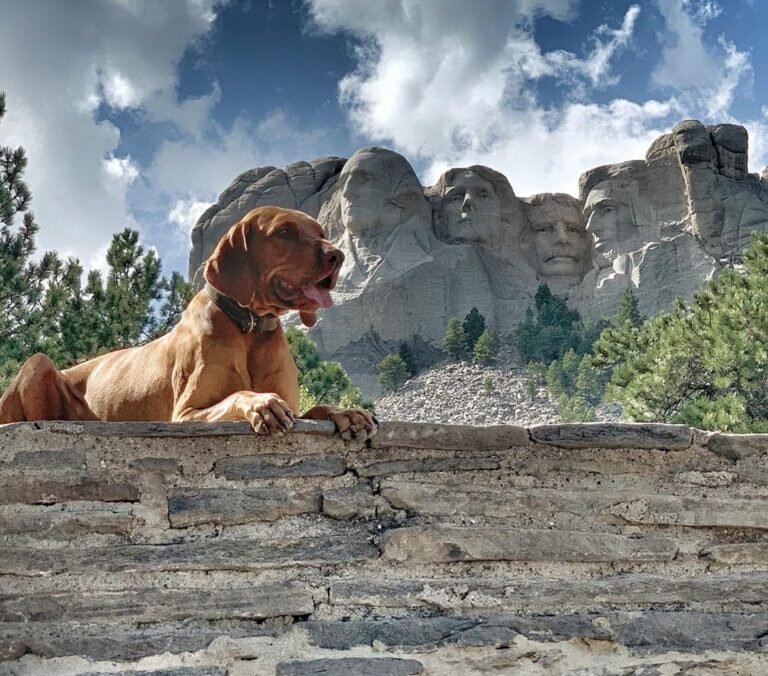 Best travel destinations for making memories with your pet